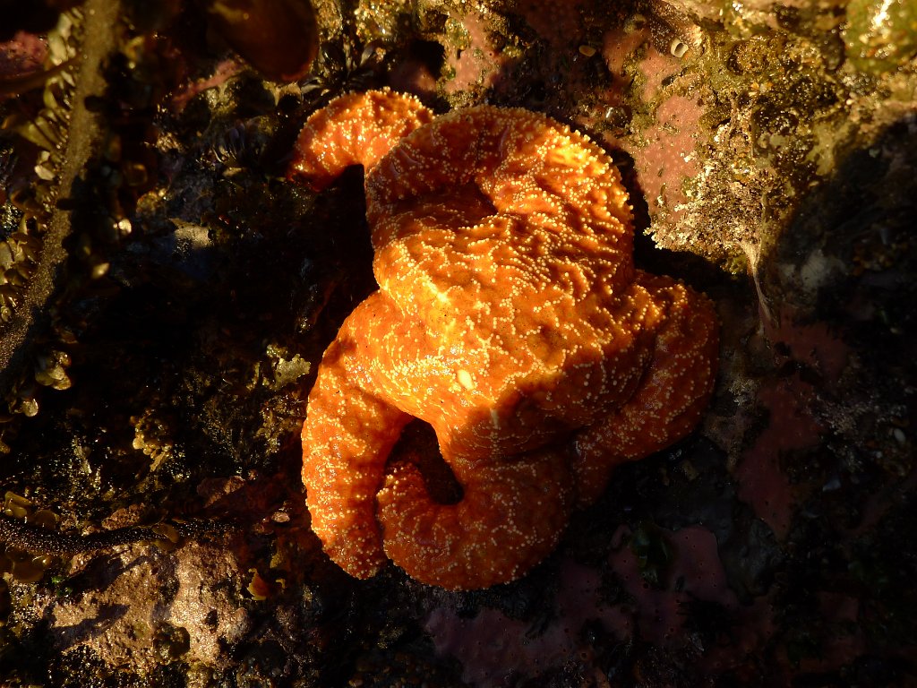 2014-01-17 PointReyesCamping 024